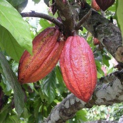 Cacao Nibs Raw Biologisch 100 gram