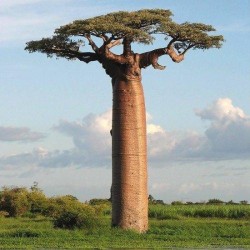 Baobab Poeder Biologisch 100 gram