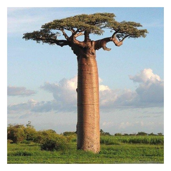 Baobab Poeder Biologisch 100 gram