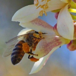 Bijenpollen Biologisch 100 gram