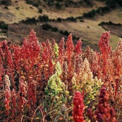 Quinoa Wit Heel Biologisch 100 gram